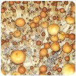 Псилоцибиновые (галлюциногенные)  грибы Psilocybin "Golden Teacher" в Ясногорске