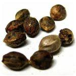 Семена марихуаны АК-47  (Seeds AK-47) в Ясногорске